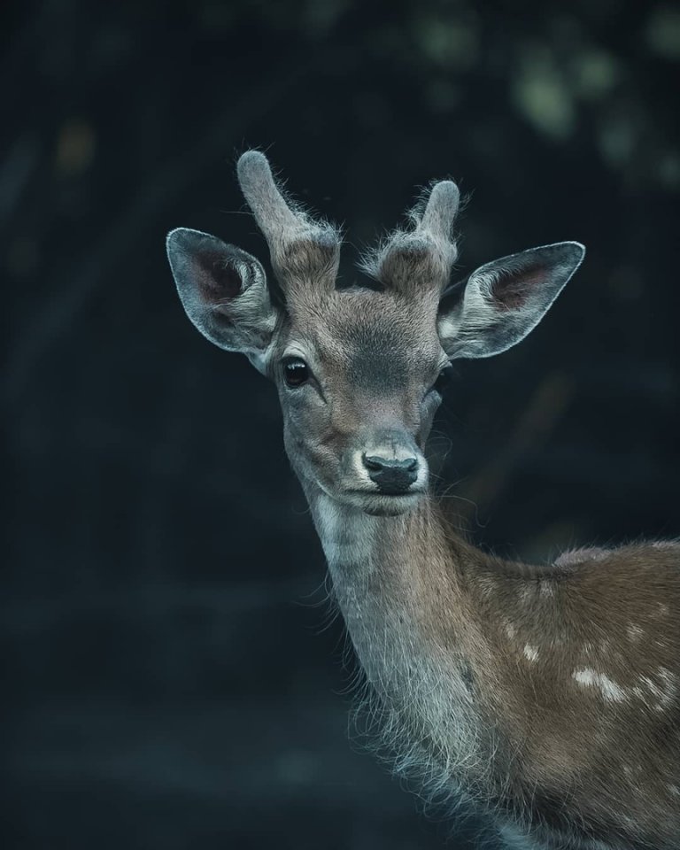 В хорватских лесах - 6