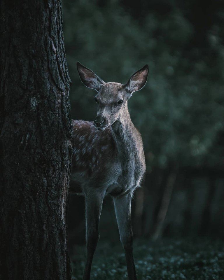 В хорватских лесах - 5