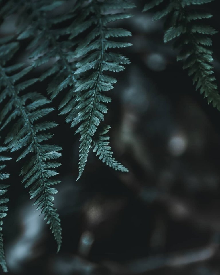 В хорватских лесах