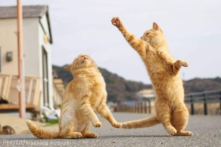 Эпичные драки японских ниндзя-котов - 5