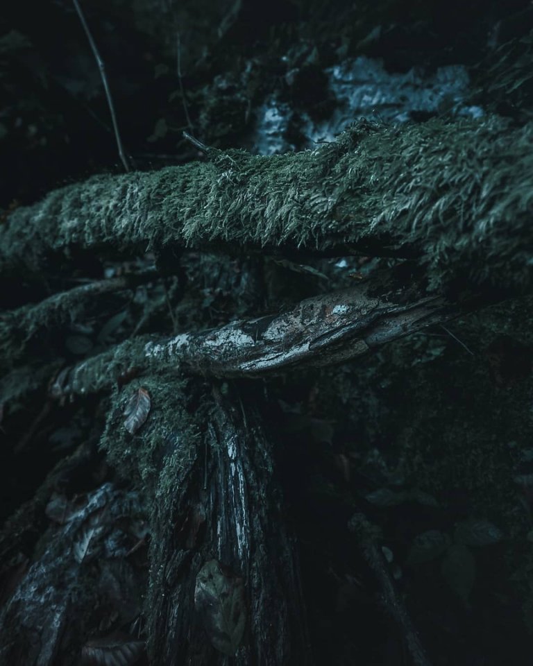 В хорватских лесах - 7