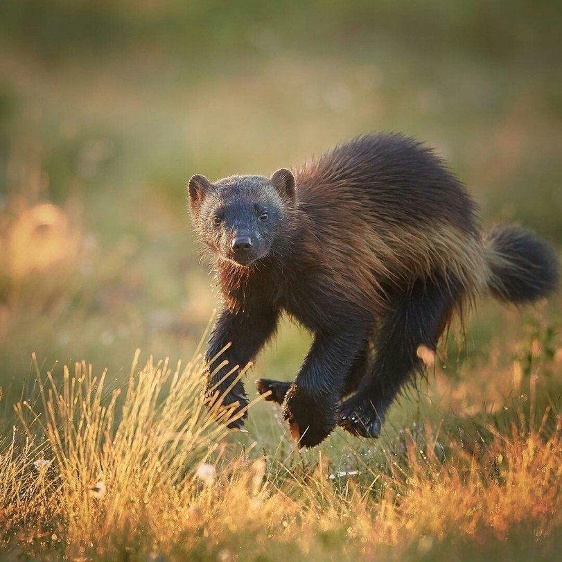 Хранители леса - 6