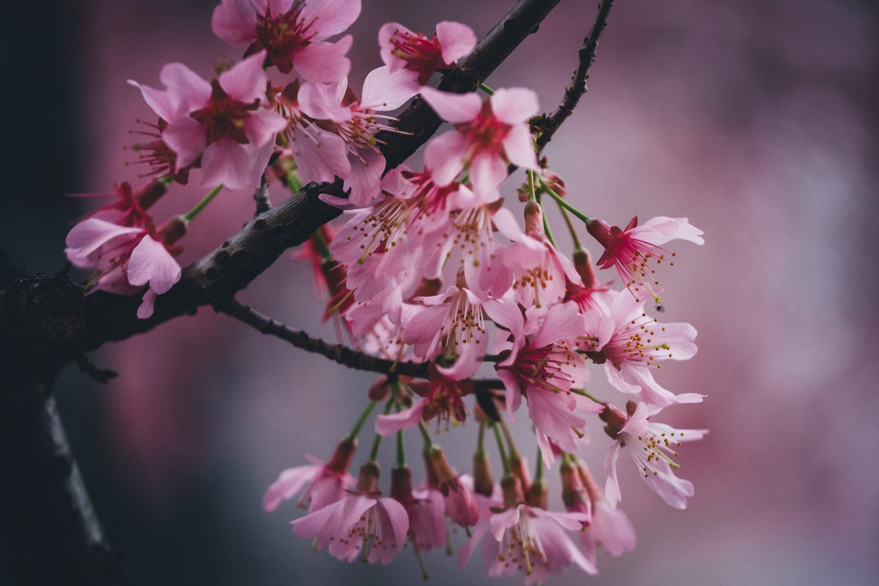 Цветущая сакура на улицах Японии - 5