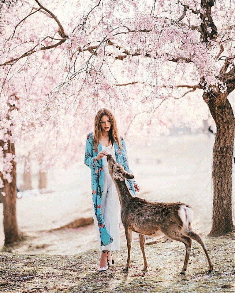 Цветущая сакура - завораживающая красота - 8