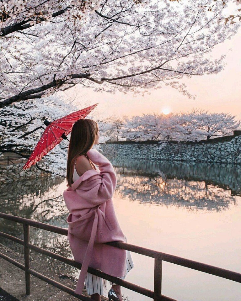 Цветущая сакура - завораживающая красота