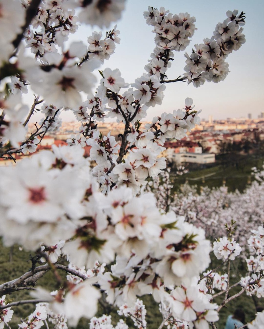 Прaгa, Чeхия - 6