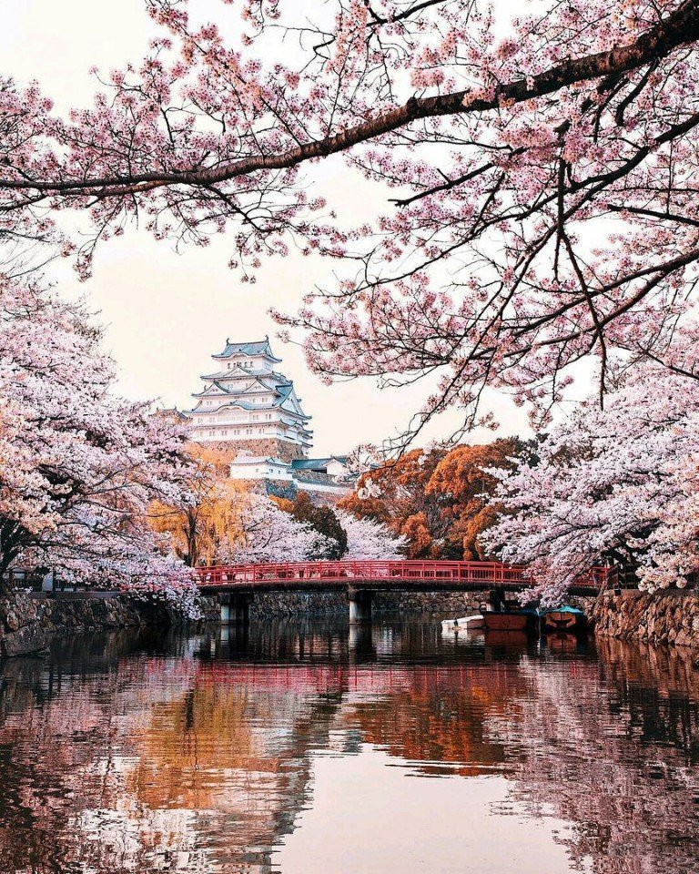 Цветущая сакура - завораживающая красота - 9