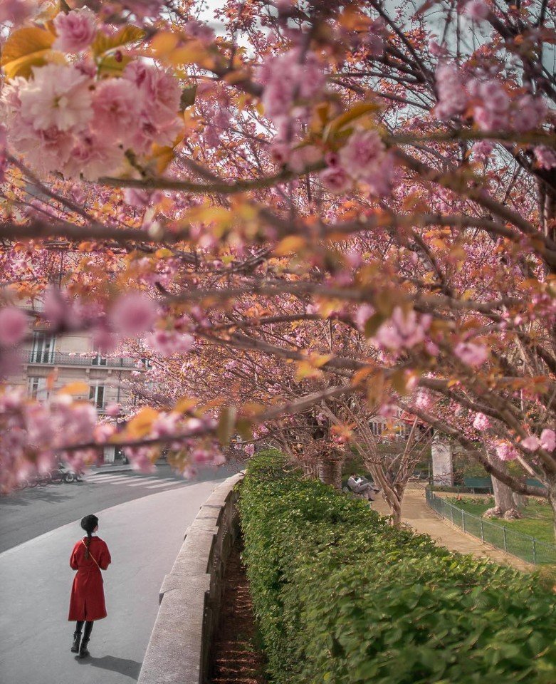 Немного цветущего весеннего Парижа - 5