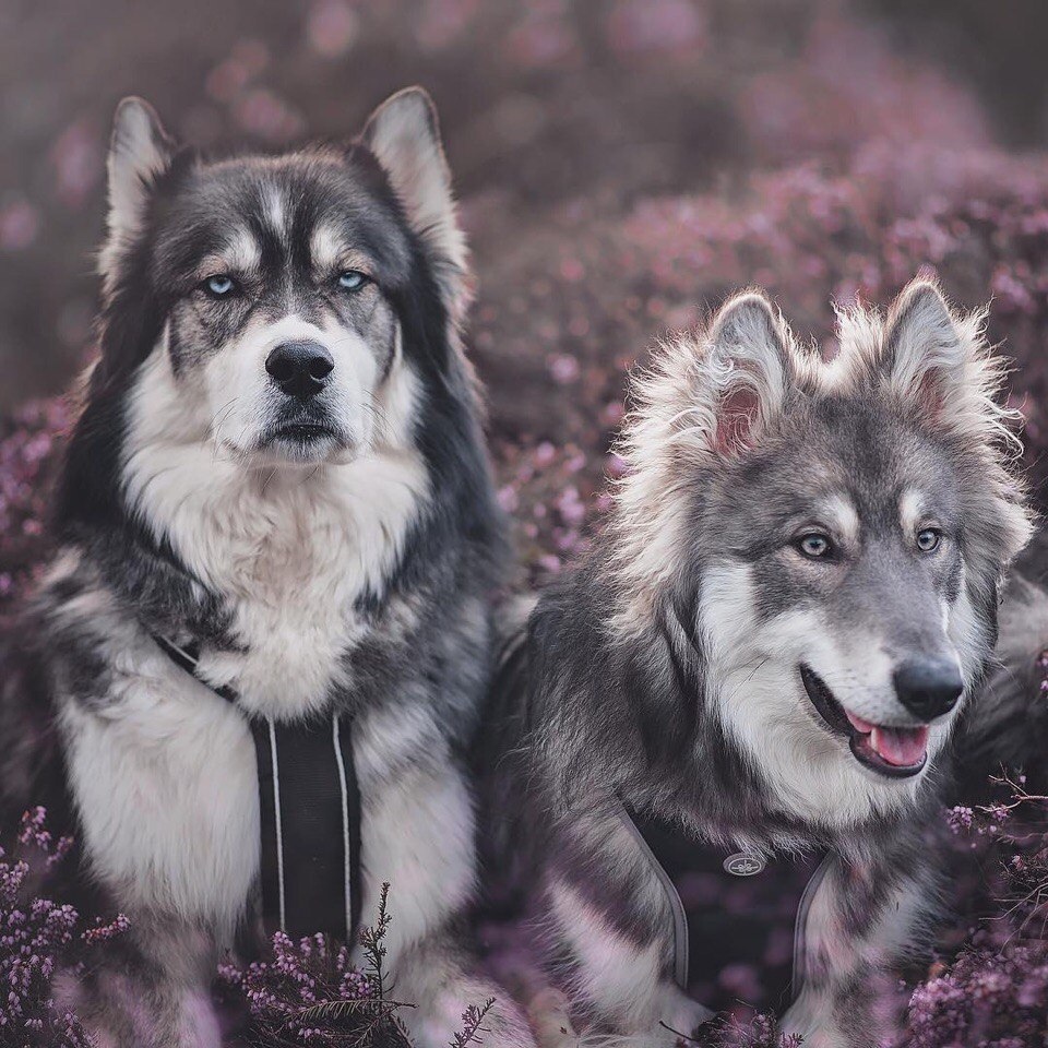 Все, что ни происходит, всегда так, как нужно, и только к лучшему.

Михаил Булгаков