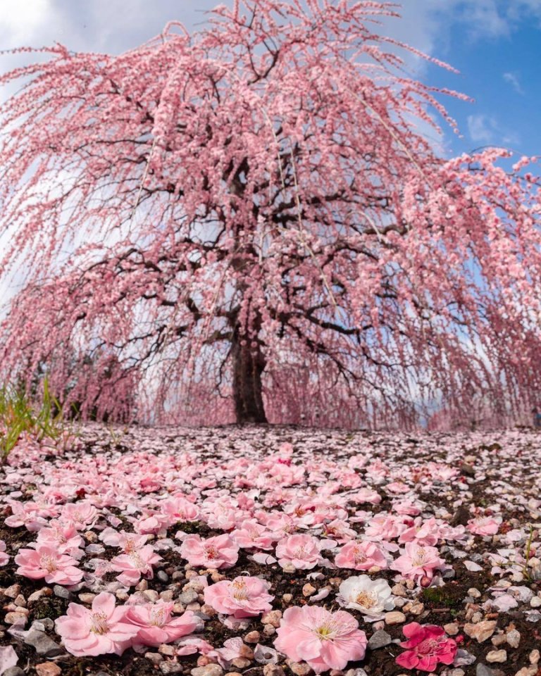 Вдохновляющая Япония - 7