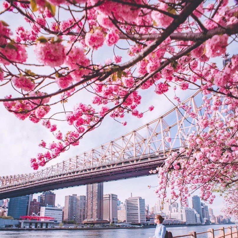 Яркая весна в Нью-Йорке - 6