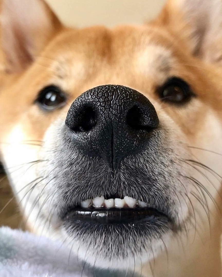 Любопытных носиков пост - 6