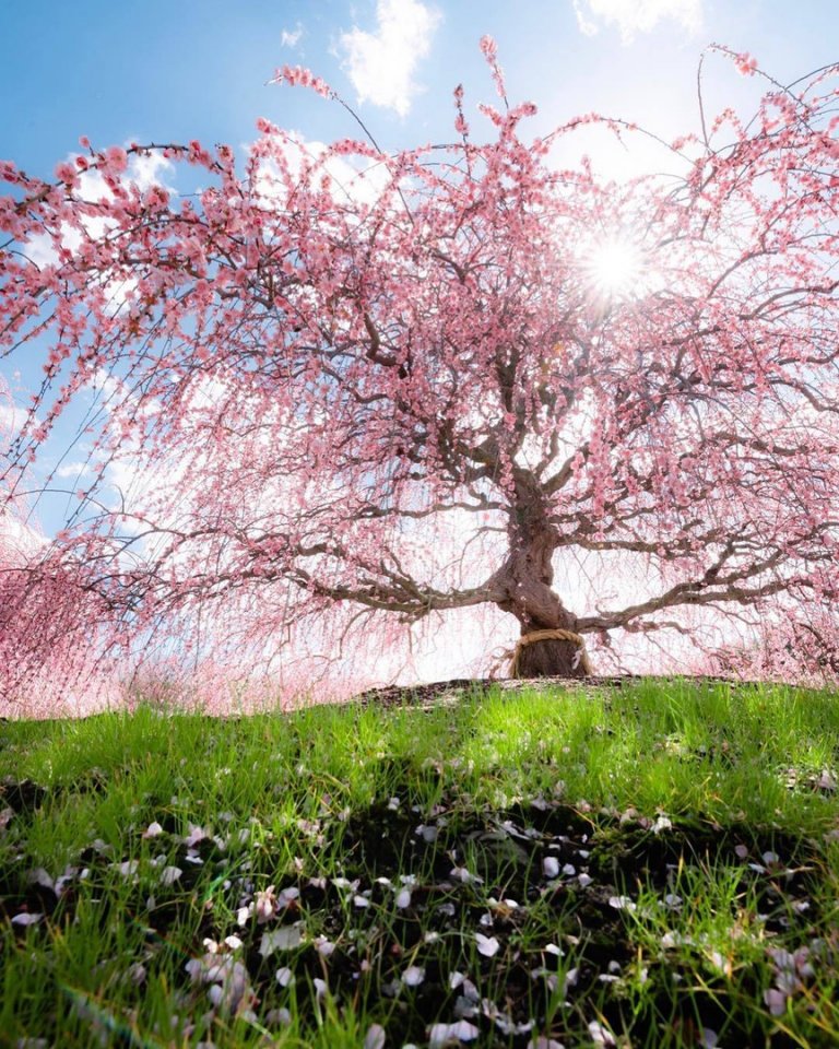 Вдохновляющая Япония - 5