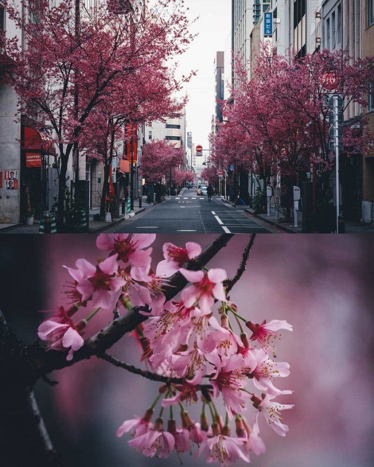 Цветущий Токио, Япония