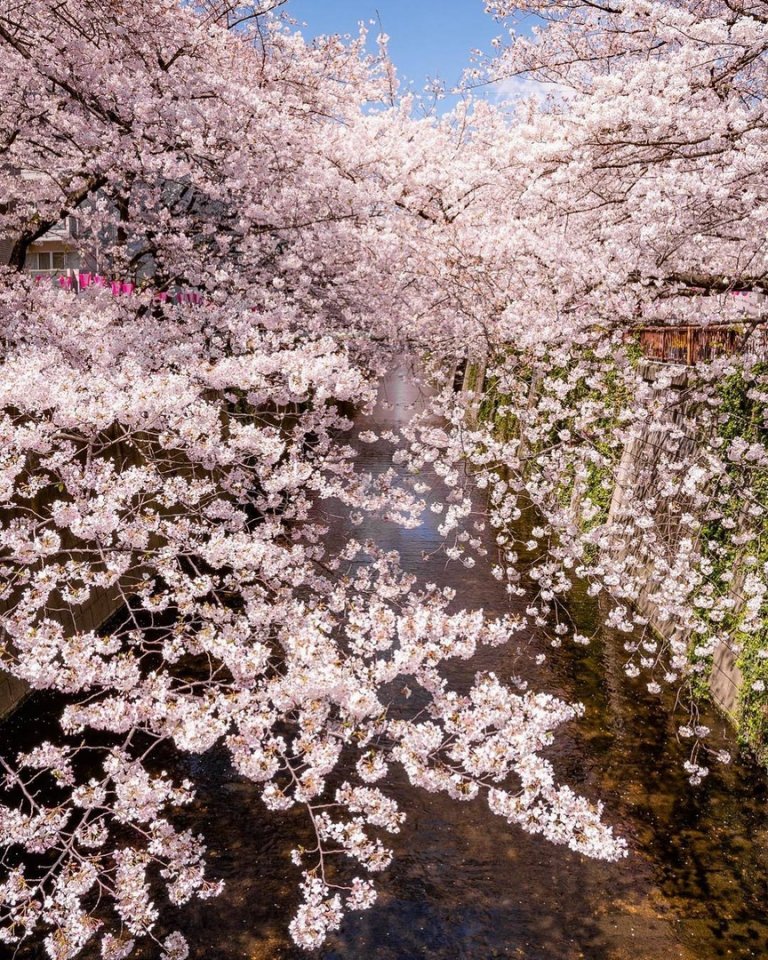 Прекрасная цветущая Япония - 5