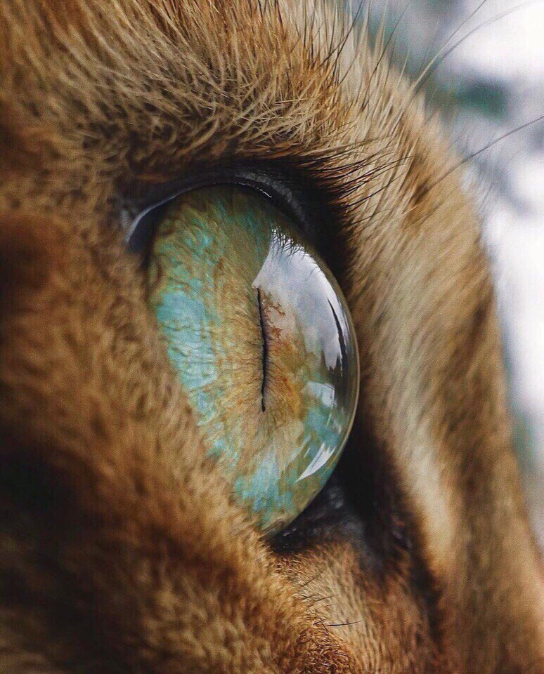 Этoт кoт живет жизнью мoей мечты. - 8