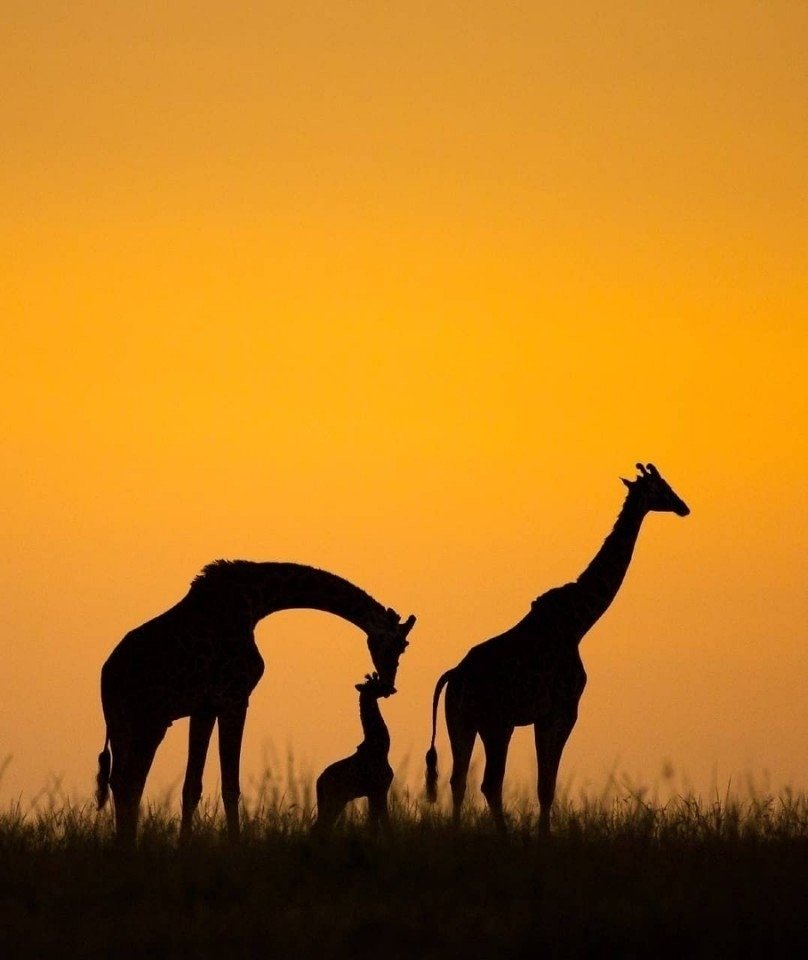 The beauty and diversity of our planet in photos for National Geographic - 10