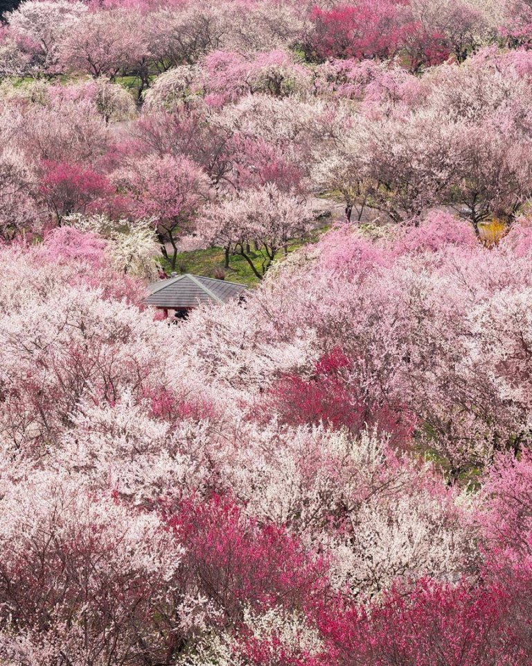 Вдохновляющая Япония - 8