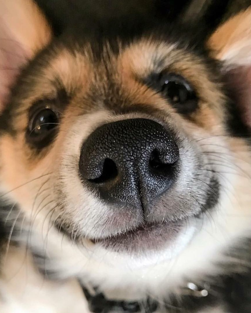 Любопытных носиков пост