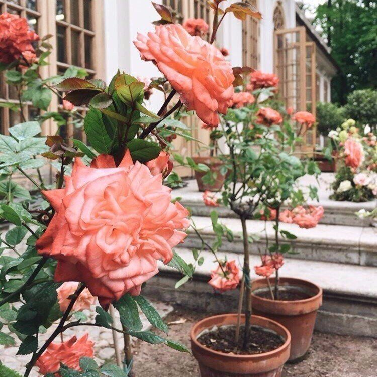 Заверните мне немного Питера с собой! - 5