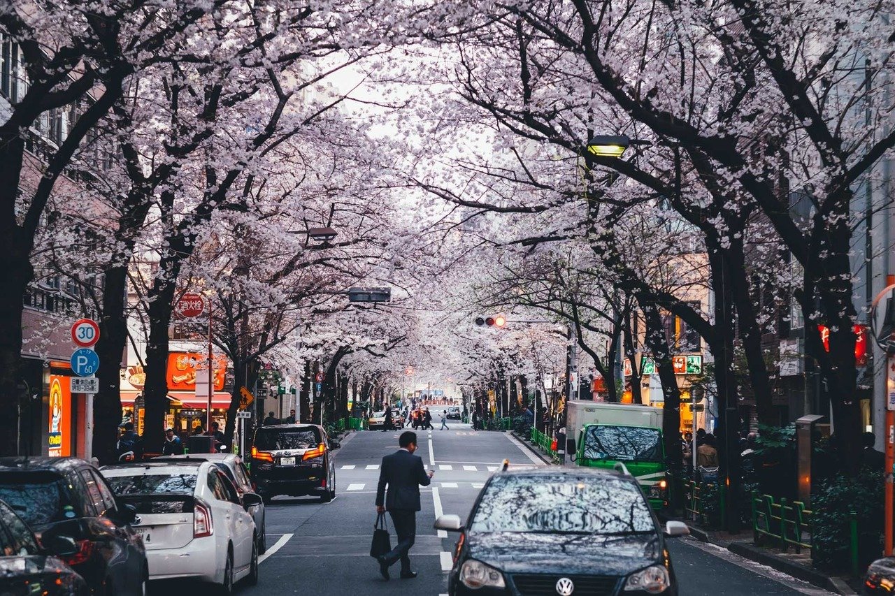 Цветущая сакура на улицах Японии - 5