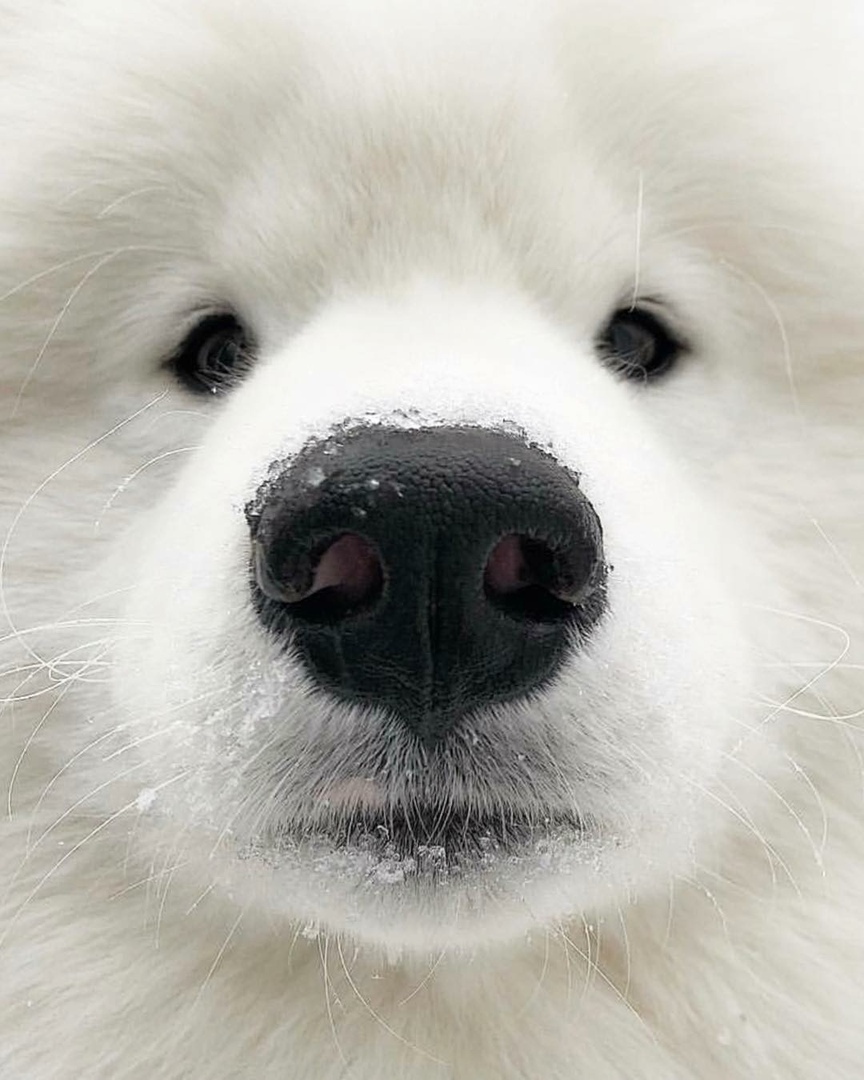 Любопытных носиков пост - 7