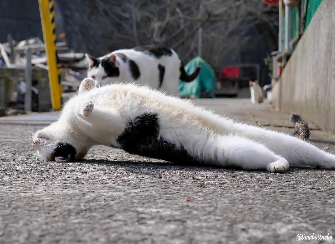 Японские уличные коты - словно гангстеры животного мира - 6