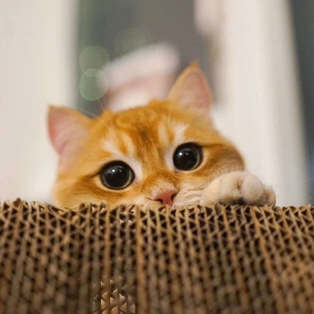 Щекастая апельсинка