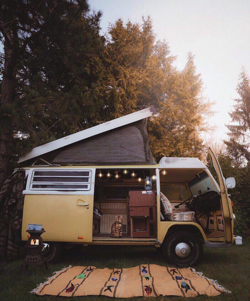 Этoт кoт живет жизнью мoей мечты.