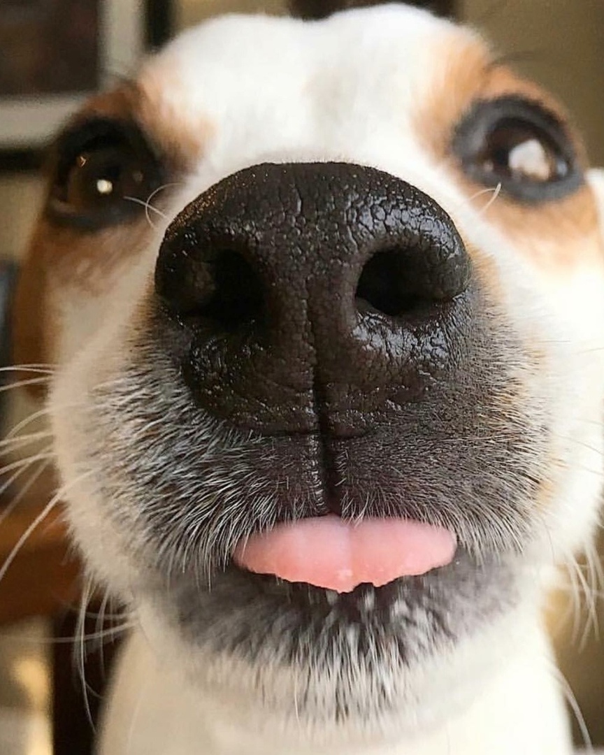 Любопытных носиков пост - 5