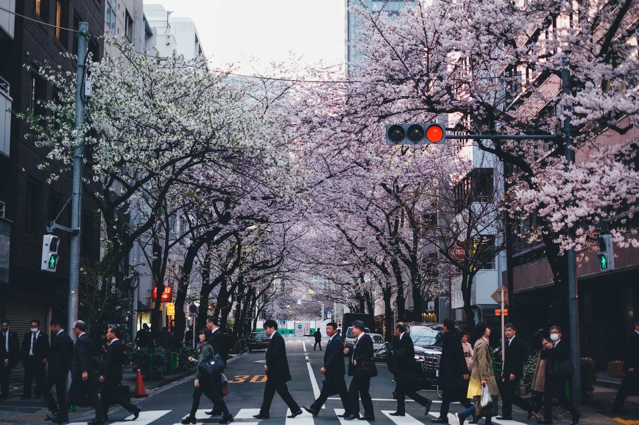 Цветущая сакура на улицах Японии