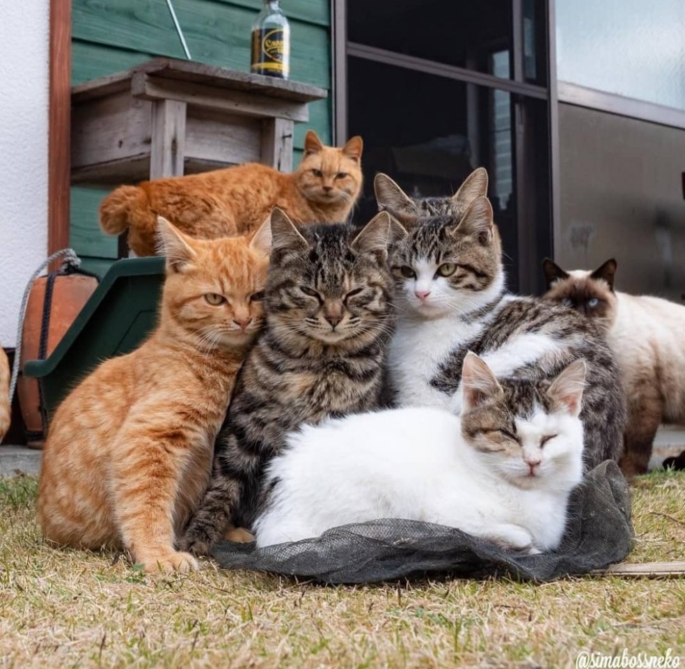 Японские уличные коты - словно гангстеры животного мира - 8