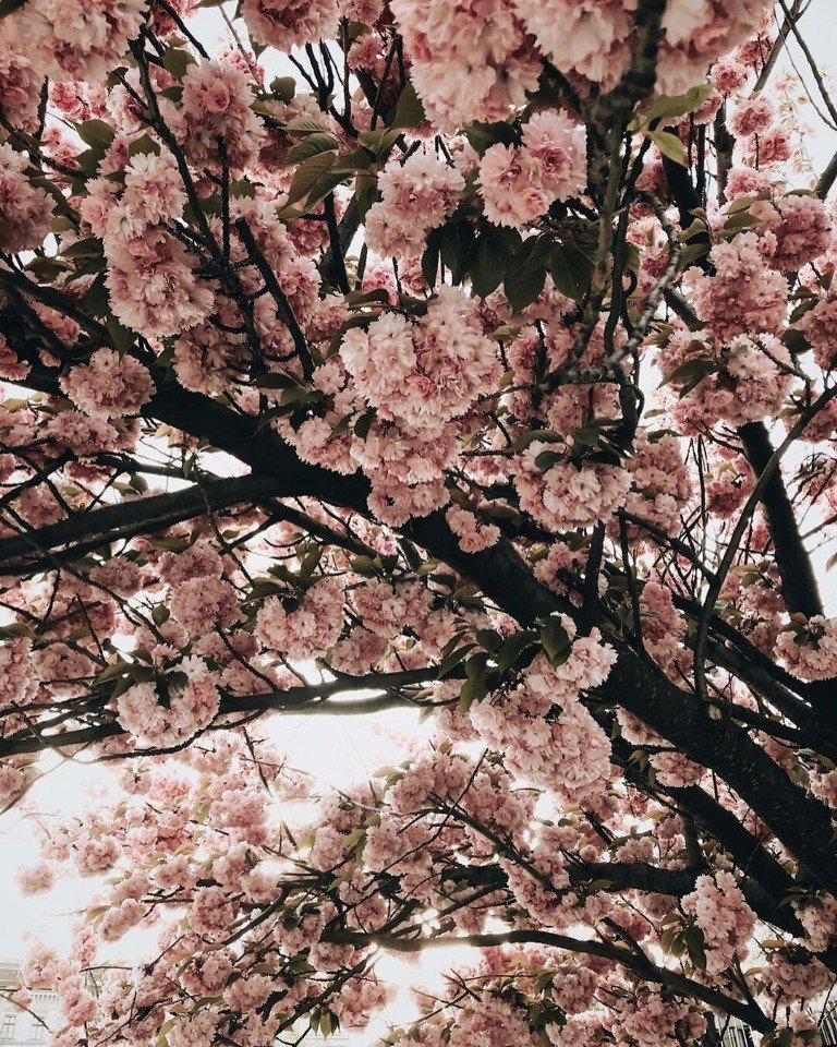 Beautiful spring Prague - 8