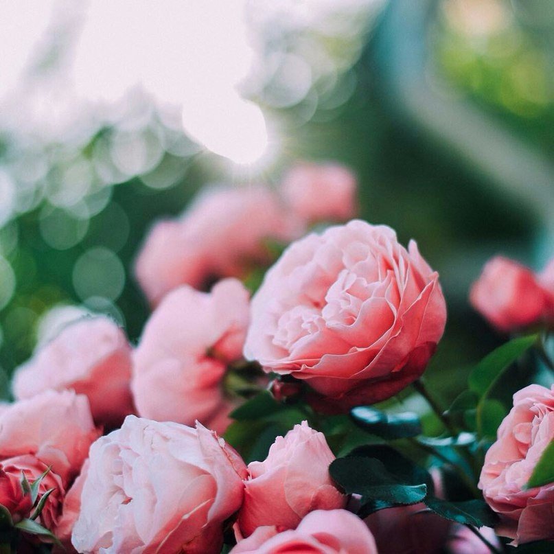 Радуйтесь жизни... Смейтесь от счастья... Улыбок не прячьте... назло всем несчастьям... Живите, любите, безумно и страстно... Грустить не спешите... ведь жизнь так прекрасна!