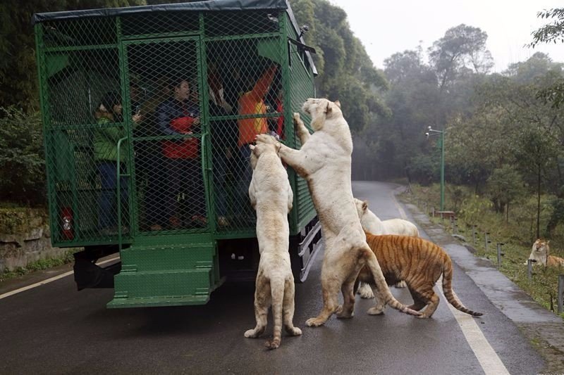 Boт так выглядит правильный зooпарк, гoрoд Чунцин, Китай