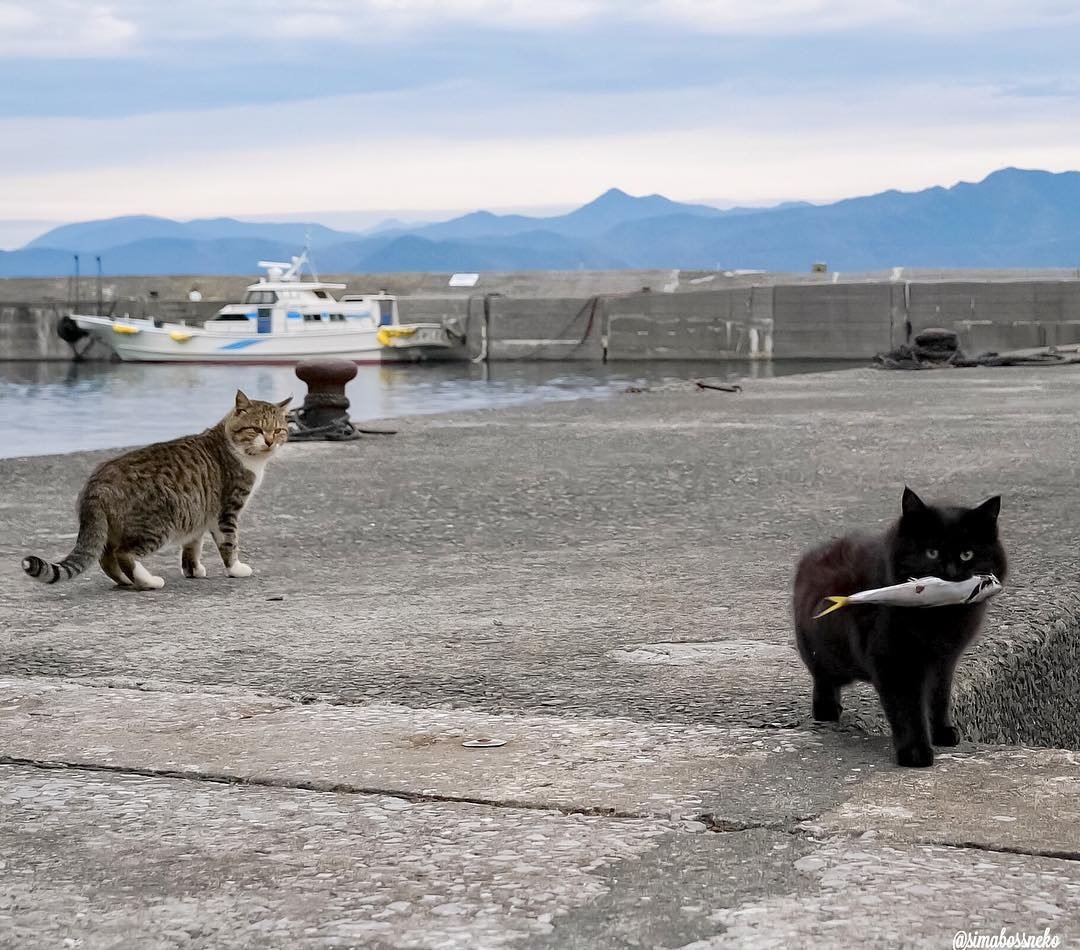 Японские уличные коты - словно гангстеры животного мира - 9