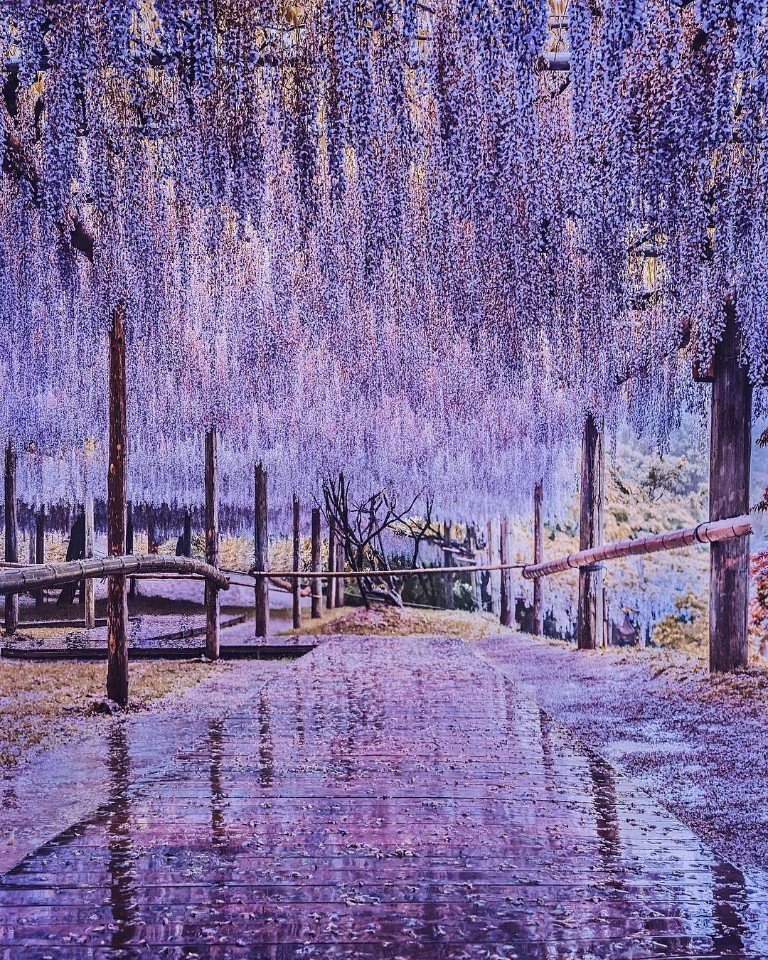 Цветущая глициния 