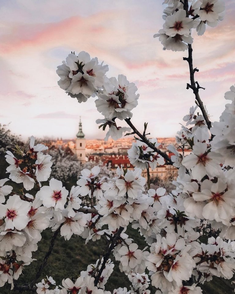 Цветущая Прага