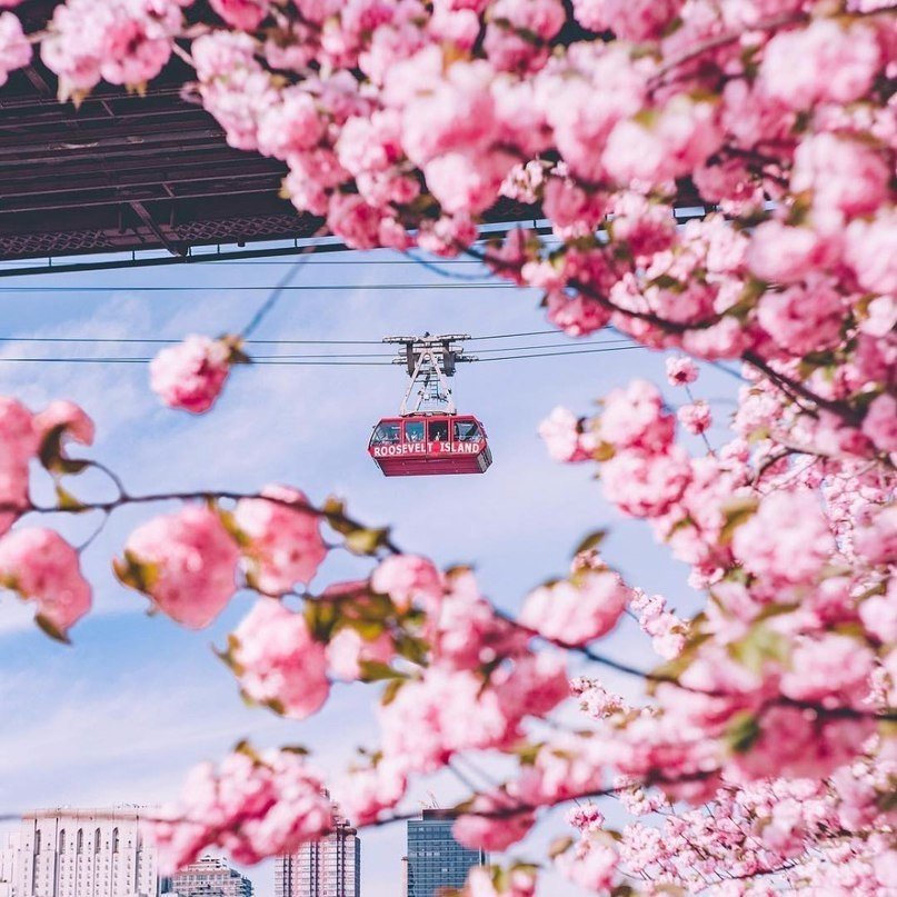 Яркая весна в Нью-Йорке - 8