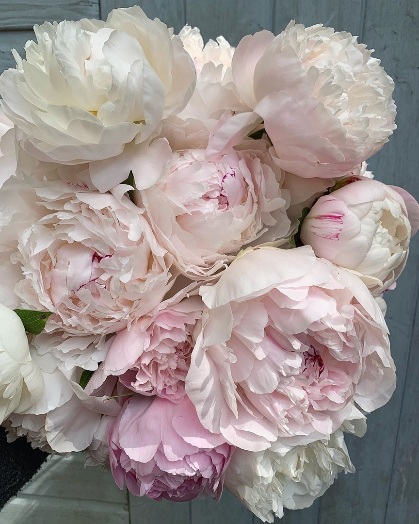 Пожалуйста, приложите к моей душе пионы - 7