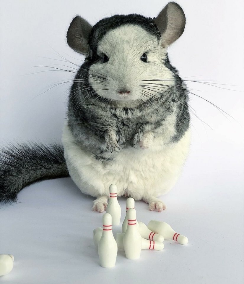 Маленькие пушистые шиншиллы  - 7