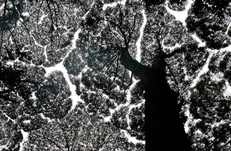 Застенчивость кроны - явление, когда деревья не касаются ветками друг друга - 7