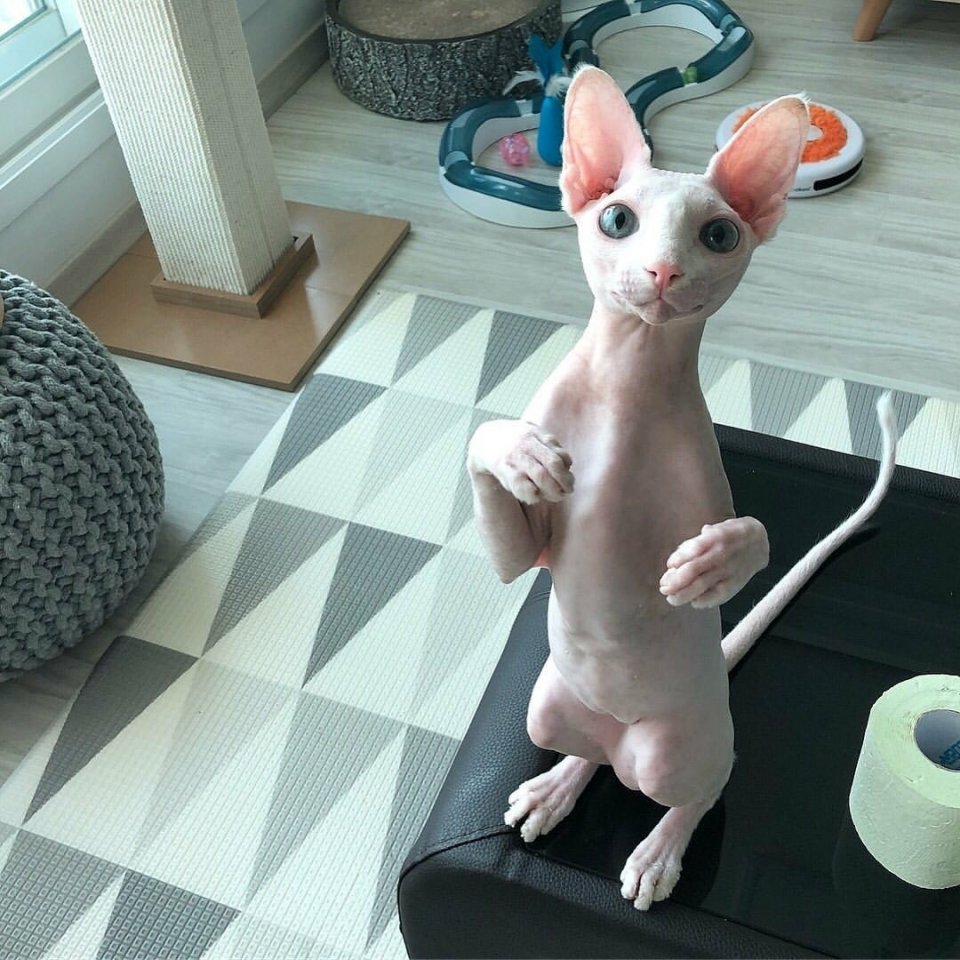 Когда у тебя нет шерсти, но ты все равно очень милый - 6