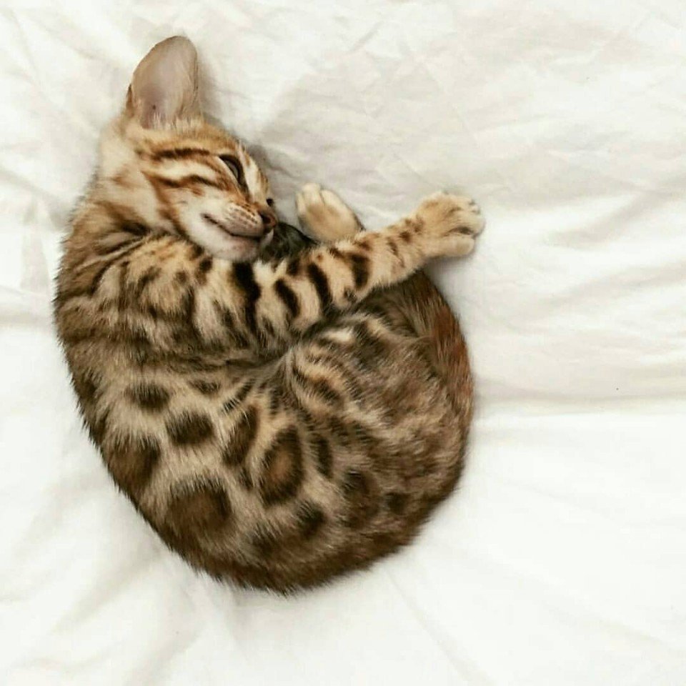 Бенгальский кот - домашний леопардик - 1