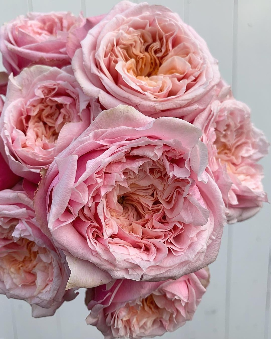 Пожалуйста, приложите к моей душе пионы - 8