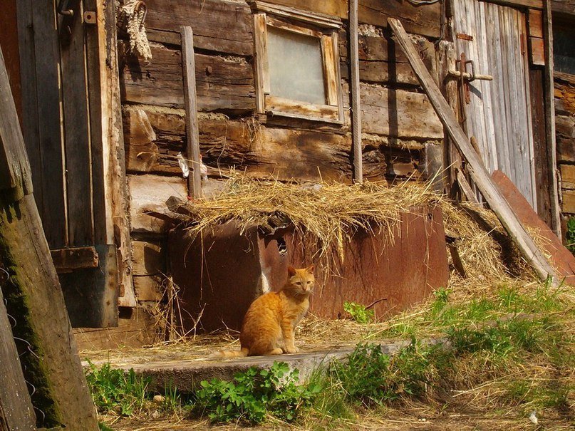 Деревенские коты как отдельный вид милоты - 7