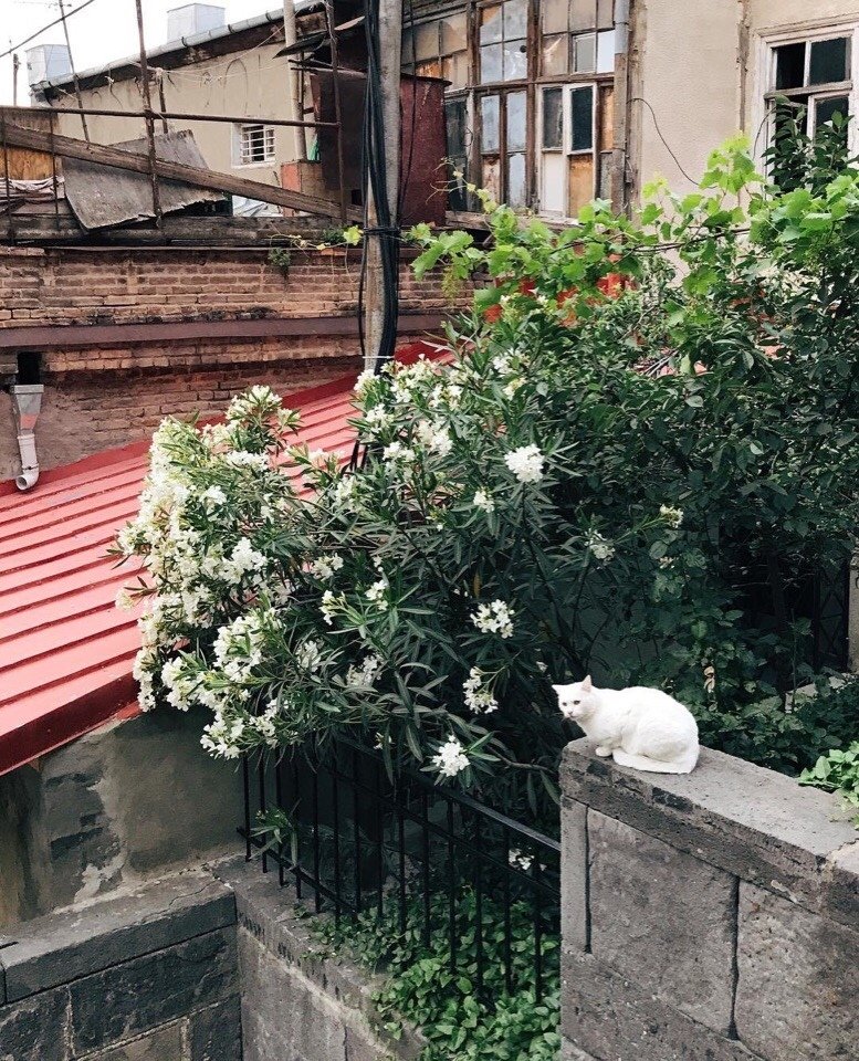 Солнечный Тбилиси, Грузия - 8