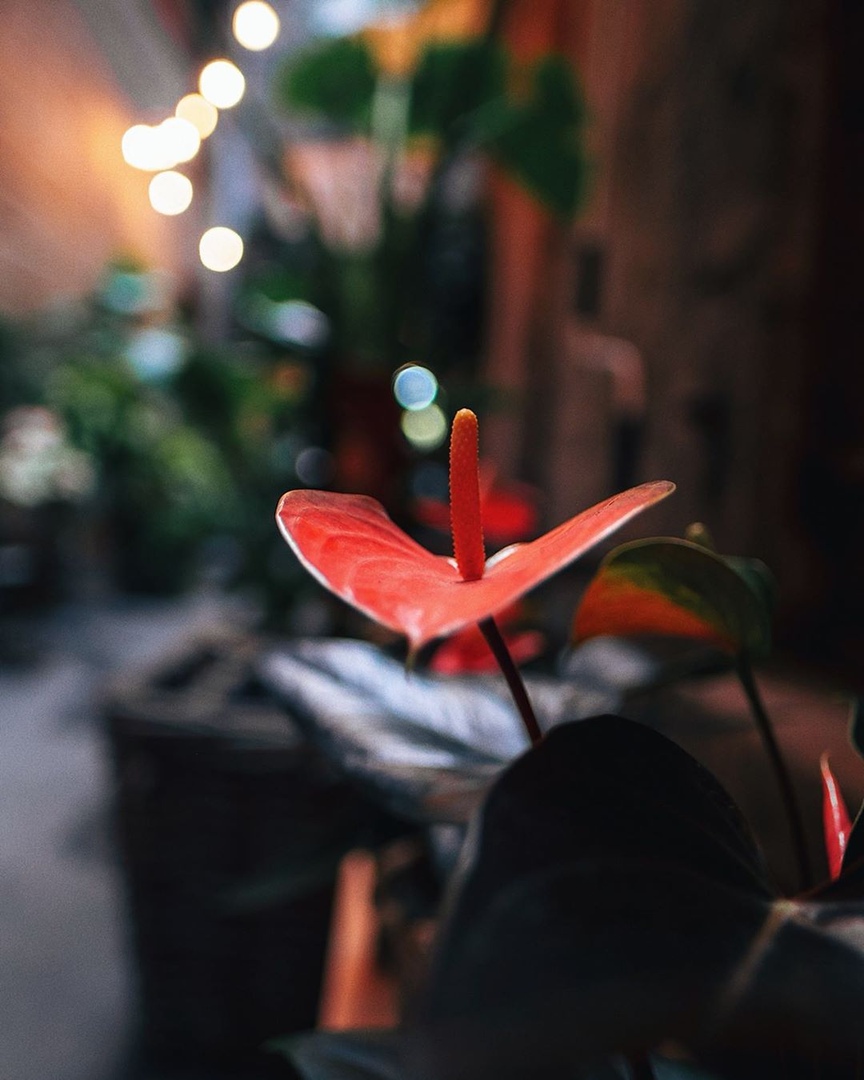 Монреаль, Канада - 5