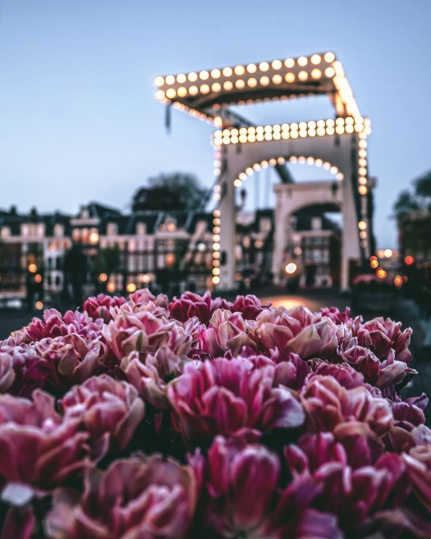 Нидерланды paсцветают