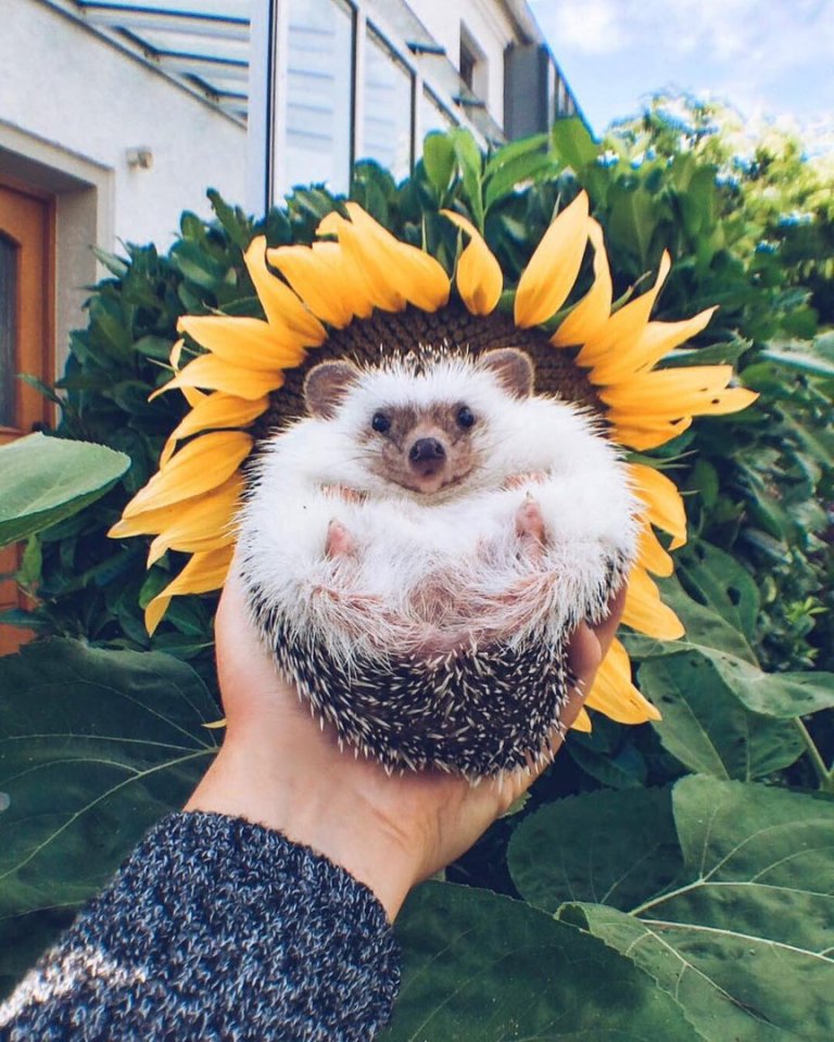 Если у вас упало настроение - поднимите и больше не роняйте! - 8